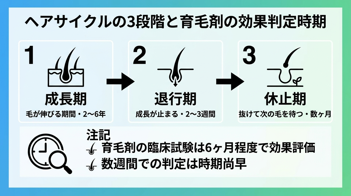 タイトル: ヘアサイクルの3段階と育毛剤の効果判定時期。フロー図で左から右へ矢印でつなぐ。ステップ1: 成長期（毛が伸びる期間・2〜6年）。ステップ2: 退行期（成長が止まる・2〜3週間）。ステップ3: 休止期（抜けて次の毛を待つ・数ヶ月）。図の下に注記: 育毛剤の臨床試験は6ヶ月程度で効果を評価。数週間での判定は早すぎる