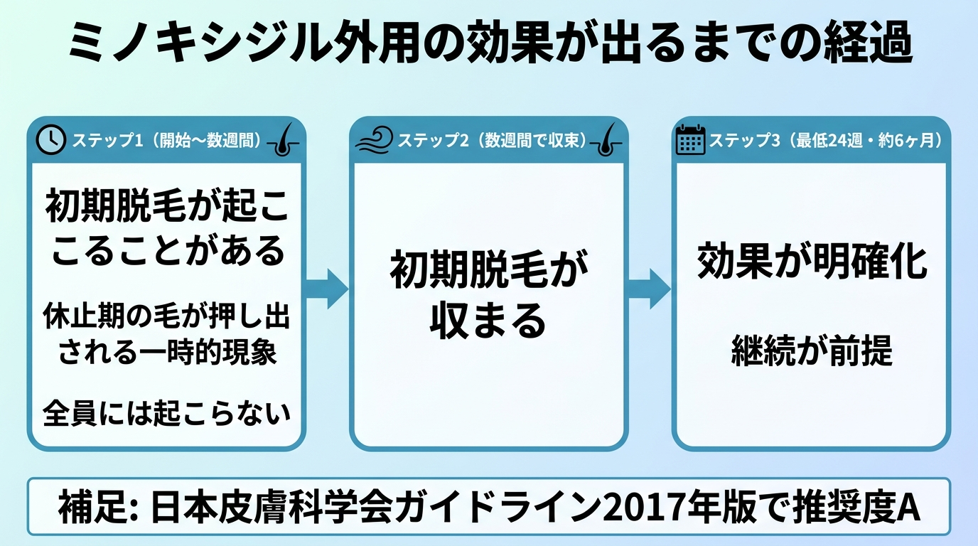タイトル: ミノキシジル外用の効果が出るまでの経過。横向きの時系列フロー図で: ステップ1(開始〜数週間): 初期脱毛が起こることがある(休止期の毛が押し出される一時的現象・全員には起こらない)。ステップ2(数週間で収束): 初期脱毛が収まる。ステップ3(最低24週・約6ヶ月): 効果が明確化。継続が前提。補足: 日本皮膚科学会ガイドライン2017年版で推奨度A