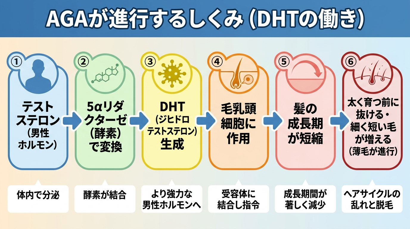 タイトル: AGAが進行するしくみ(DHTの働き)。左から右へのフロー図: ①テストステロン(男性ホルモン)→ ②5αリダクターゼ(酵素)で変換 → ③DHT(ジヒドロテストステロン)生成 → ④毛乳頭細胞に作用 → ⑤髪の成長期が短縮 → ⑥太く育つ前に抜ける・細く短い毛が増える(薄毛が進行)