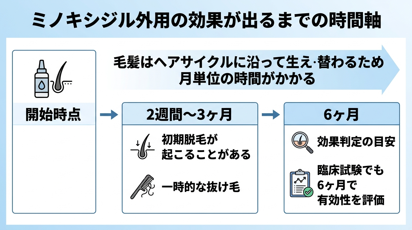 タイトル: ミノキシジル外用の効果が出るまでの時間軸。横向きのタイムライン図: 開始時点→2週間〜3ヶ月(初期脱毛が起こることがある・一時的な抜け毛)→6ヶ月(効果判定の目安・臨床試験でも6ヶ月で有効性を評価)。矢印上に「毛髪はヘアサイクルに沿って生え替わるため月単位の時間がかかる」の注記