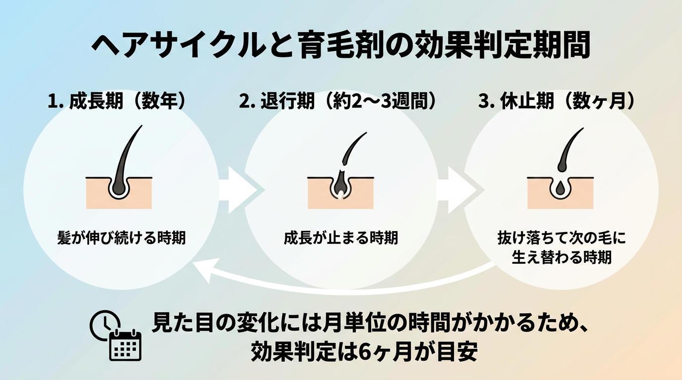 タイトル: ヘアサイクルと育毛剤の効果判定期間。3段階のフロー図。ステップ1: 成長期（数年）髪が伸び続ける時期。ステップ2: 退行期（約2〜3週間）成長が止まる時期。ステップ3: 休止期（数ヶ月）抜け落ちて次の毛に生え替わる時期。下部に注記: 見た目の変化には月単位の時間がかかるため、効果判定は6ヶ月が目安。