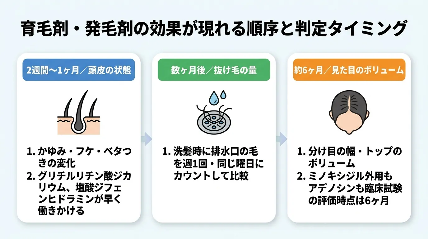 育毛剤・発毛剤の効果が現れる順序と判定タイミング