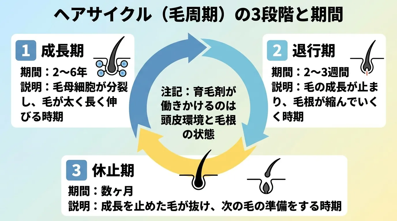 ヘアサイクル(毛周期)の3段階と期間
