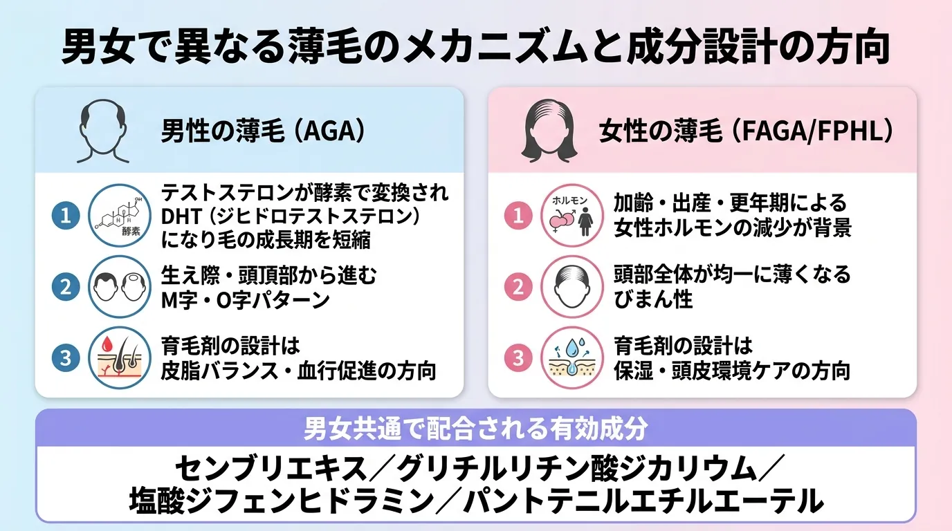 男女で異なる薄毛のメカニズムと成分設計の方向