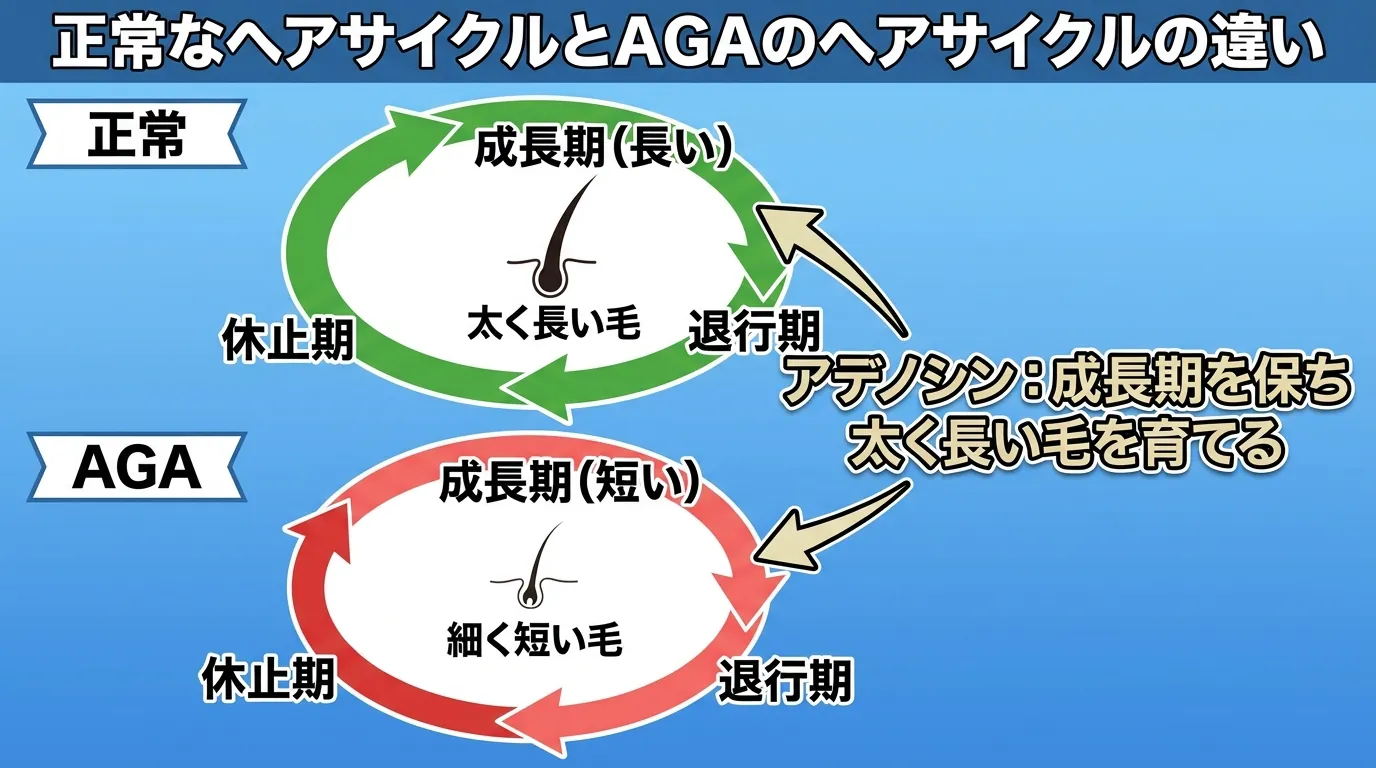 正常なヘアサイクルとAGAのヘアサイクルの違い
