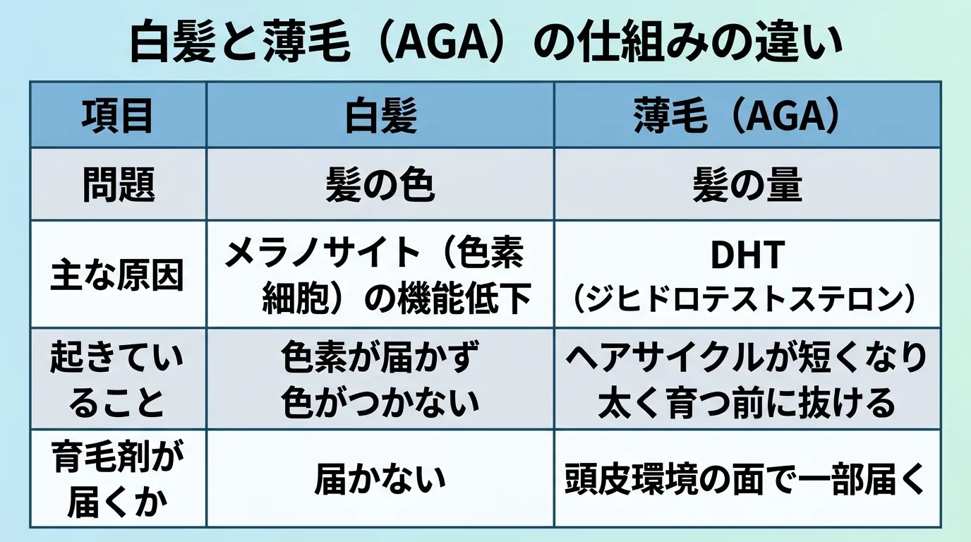 白髪と薄毛(AGA)の仕組みの違い