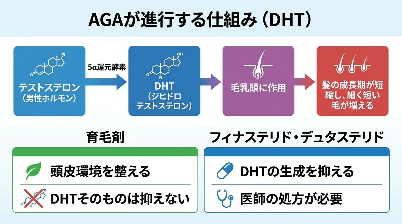 AGAが進行する仕組み(DHT)