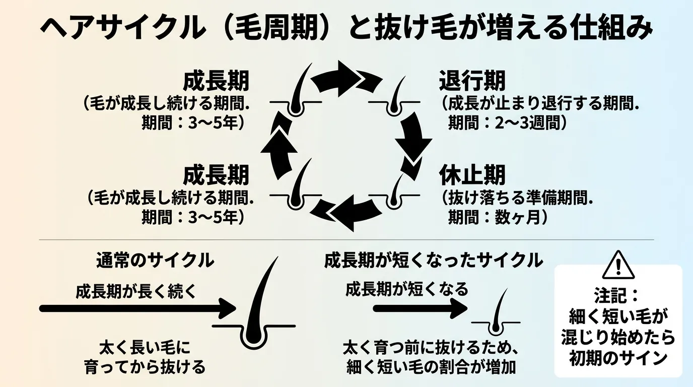 ヘアサイクル(毛周期)と抜け毛が増える仕組み