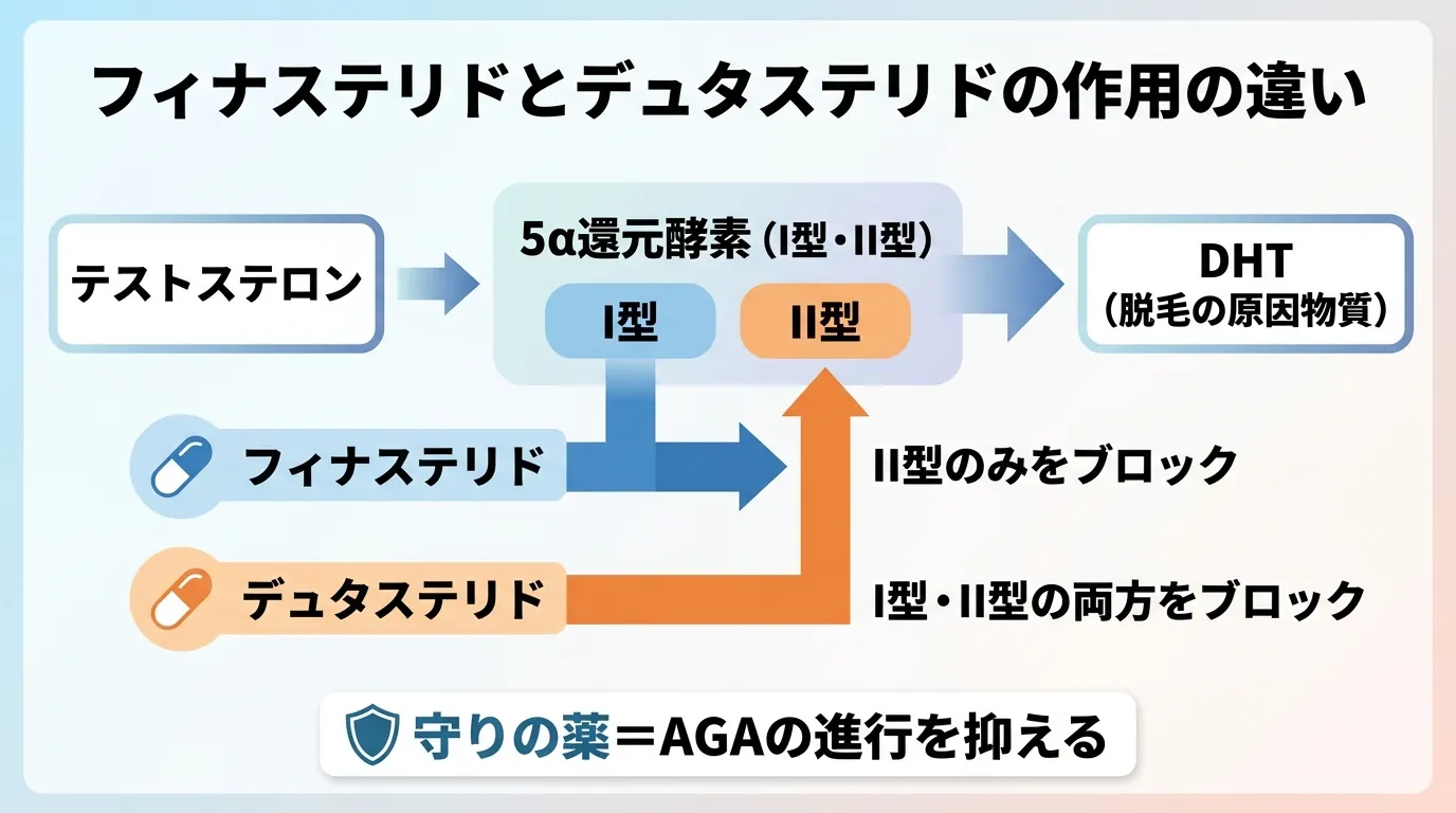 フィナステリドとデュタステリドの作用の違い