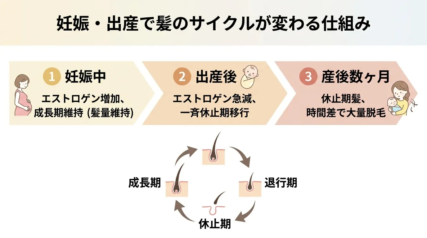 妊娠・出産で髪のサイクルが変わる仕組み