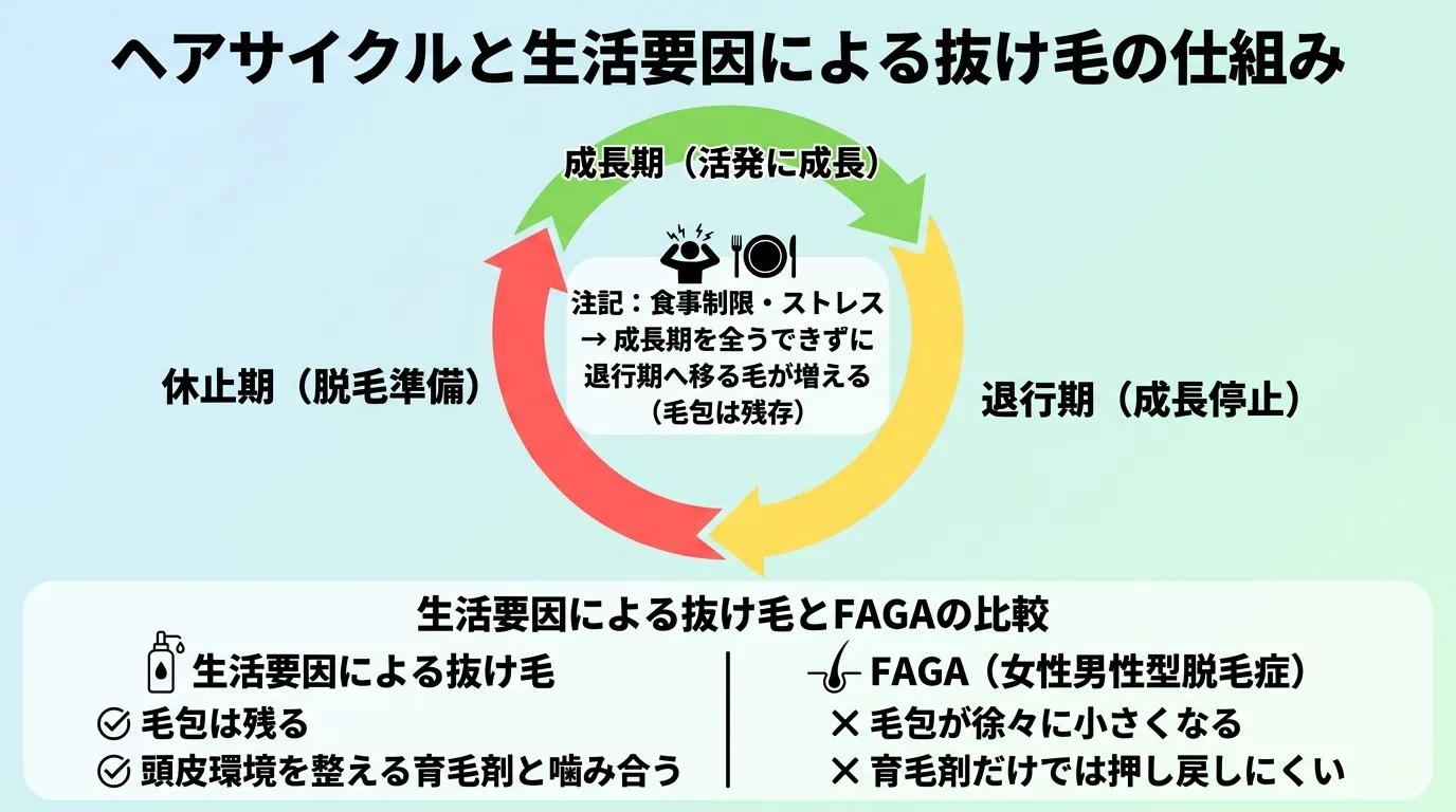 ヘアサイクルと生活要因による抜け毛の仕組み