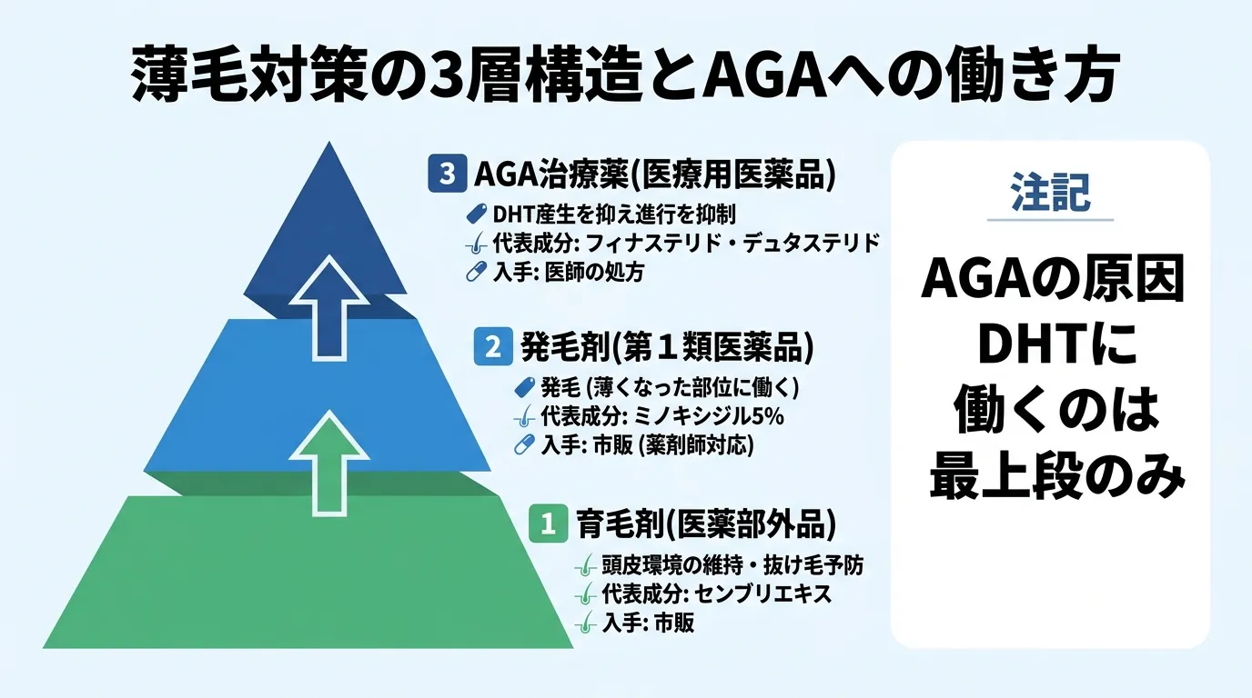 薄毛対策の3層構造とAGAへの働き方