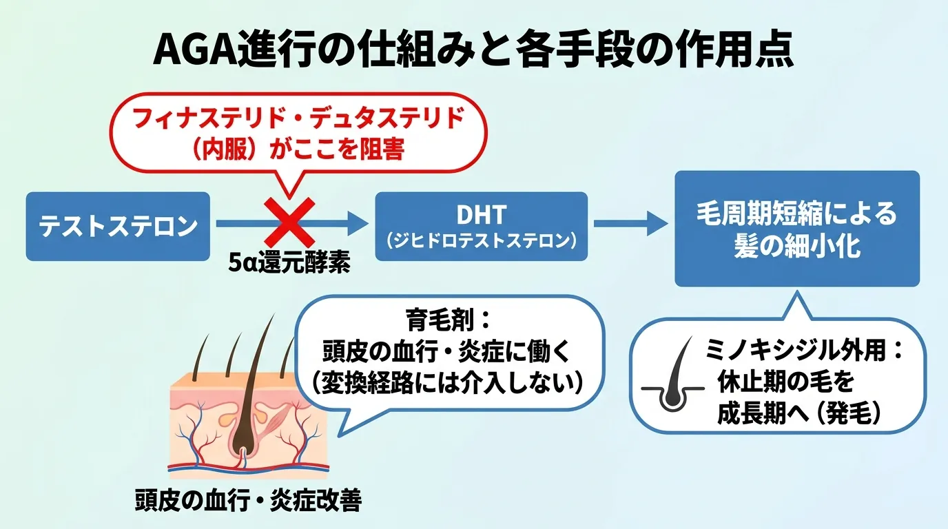 AGAが進行する仕組みと各手段が働く場所
