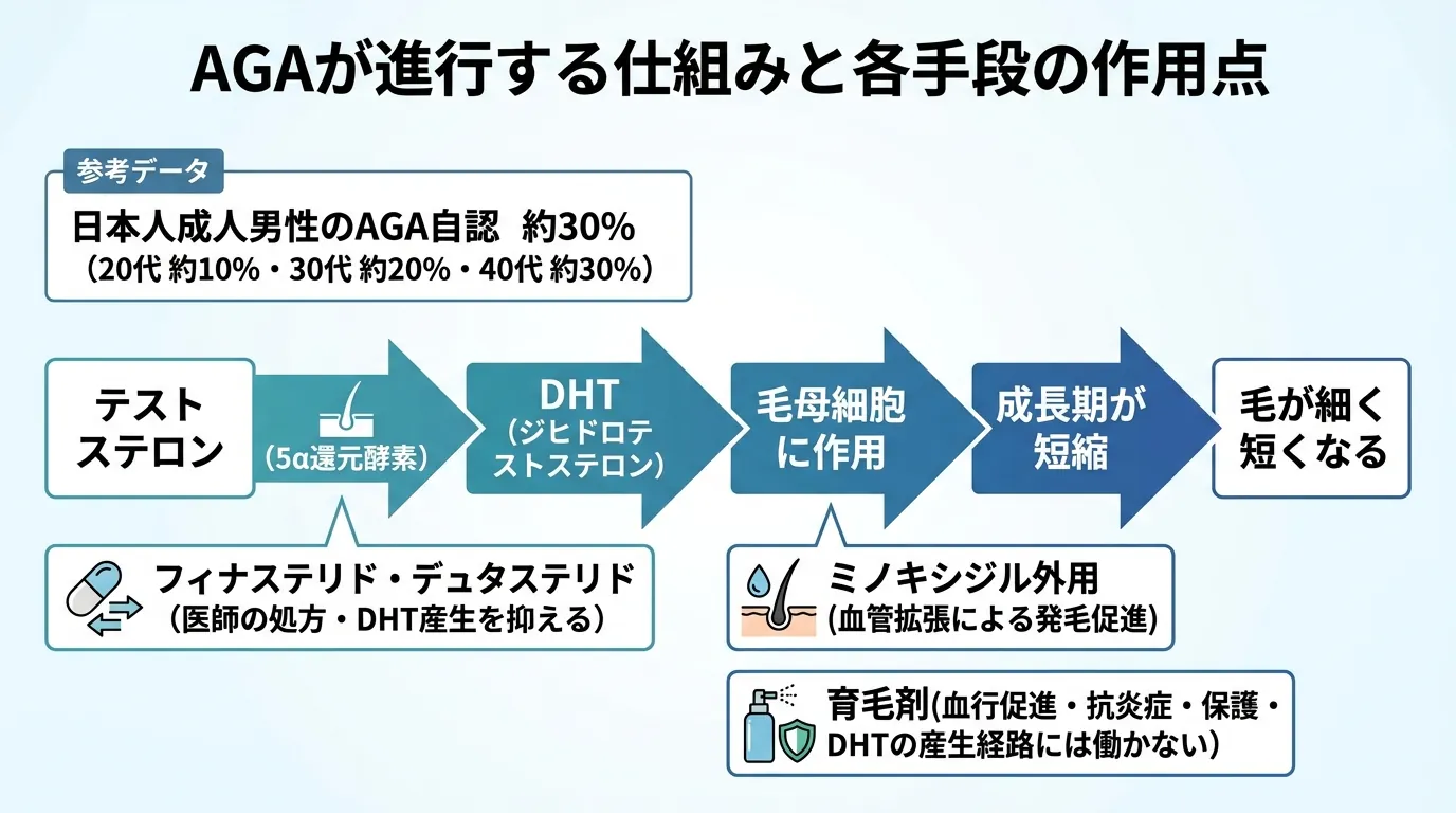 AGAが進行する仕組みと各手段の作用点