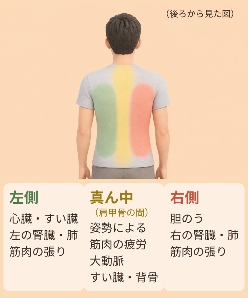 後ろから見た背中を左側・真ん中・右側に色分けした図。左側は心臓・すい臓・左の腎臓・肺・筋肉の張り、真ん中・肩甲骨の間は姿勢による筋肉の疲労・大動脈・すい臓・背骨、右側は胆のう・右の腎臓・肺・筋肉の張りが原因として考えられることを示す